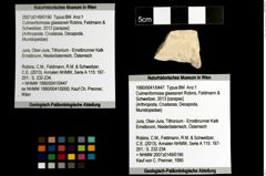 Foto (Objekt + Etiketten) von Culmenformosa glaessneri (Robins, Feldmann & Schweitzer, 2013) 